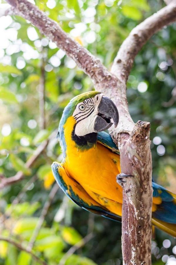 Hotel - Granja De Animales San Basilio De Palenque San Basilio del Palenque Exteriér fotografie