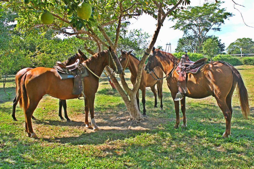 Hotel - Granja De Animales San Basilio De Palenque San Basilio del Palenque Exteriér fotografie